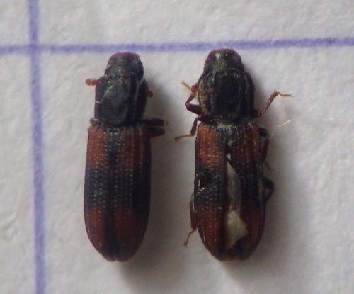 Réf. 274 703 : Bitoma crenata